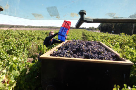 Vendanges au Mas de la Barben en 2018