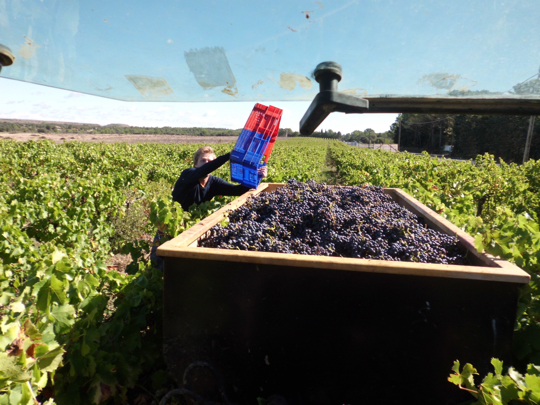 Vendanges au Mas de la Barben en 2018