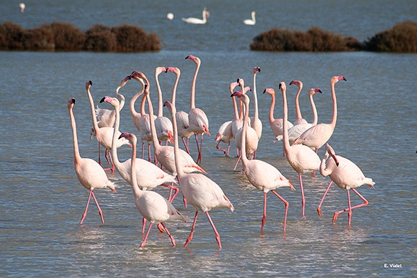 Photo de flamants rose en Camargue