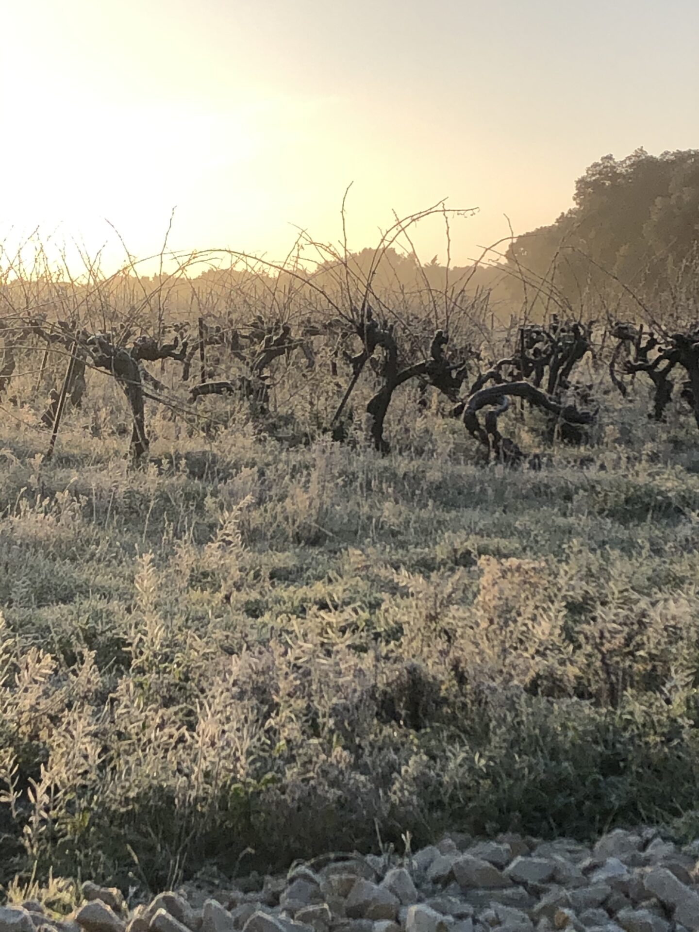 Le vignoble du Mas de la Barben