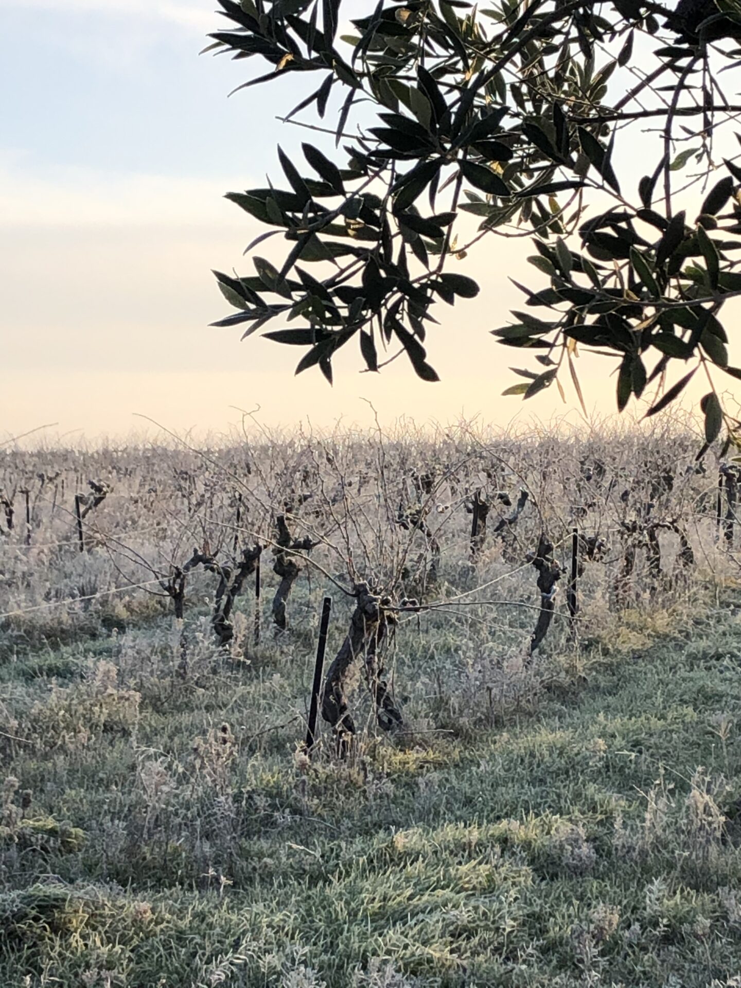 Le vignoble du Mas de la Barben
