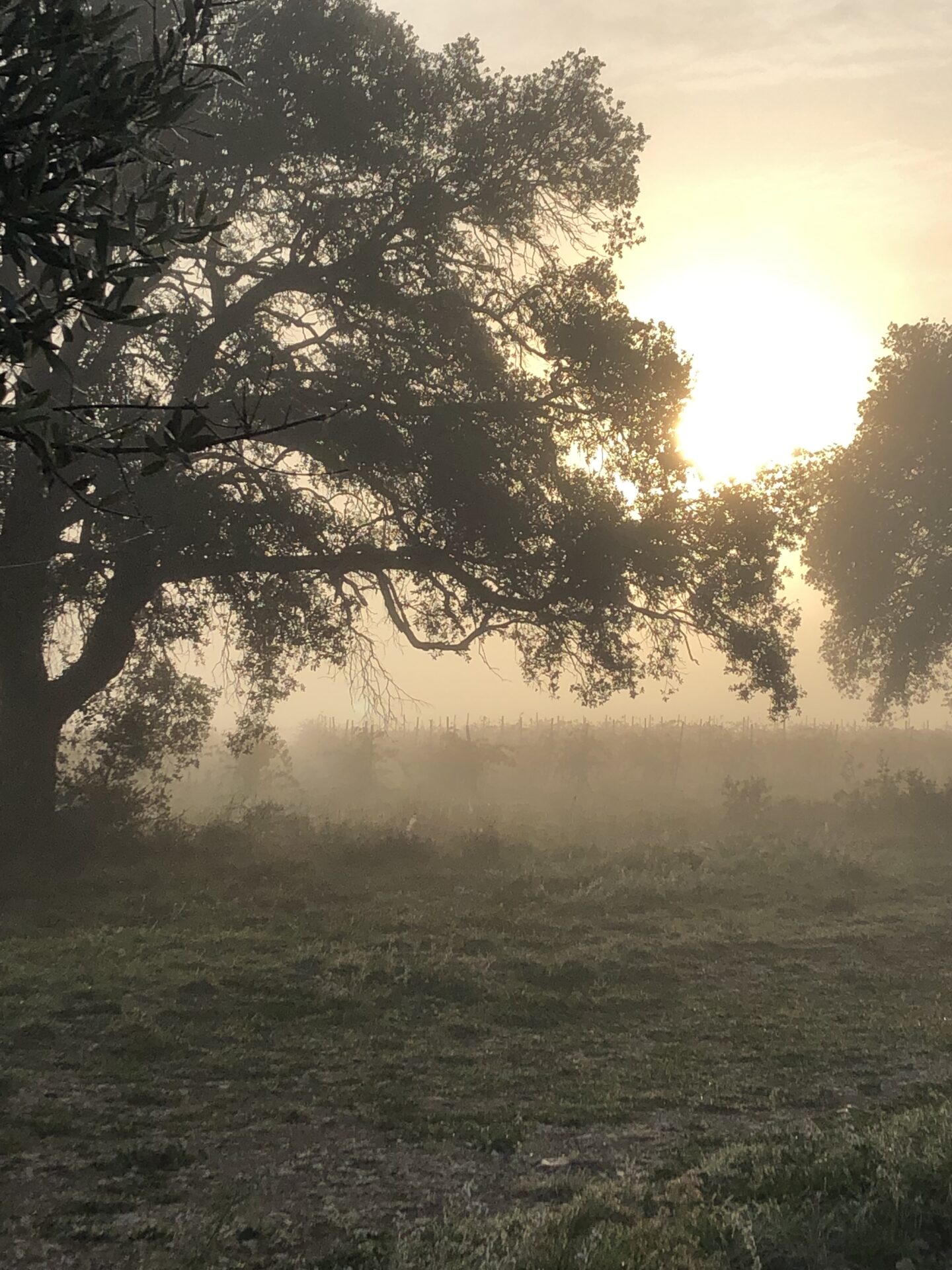 Le vignoble du Mas de la Barben