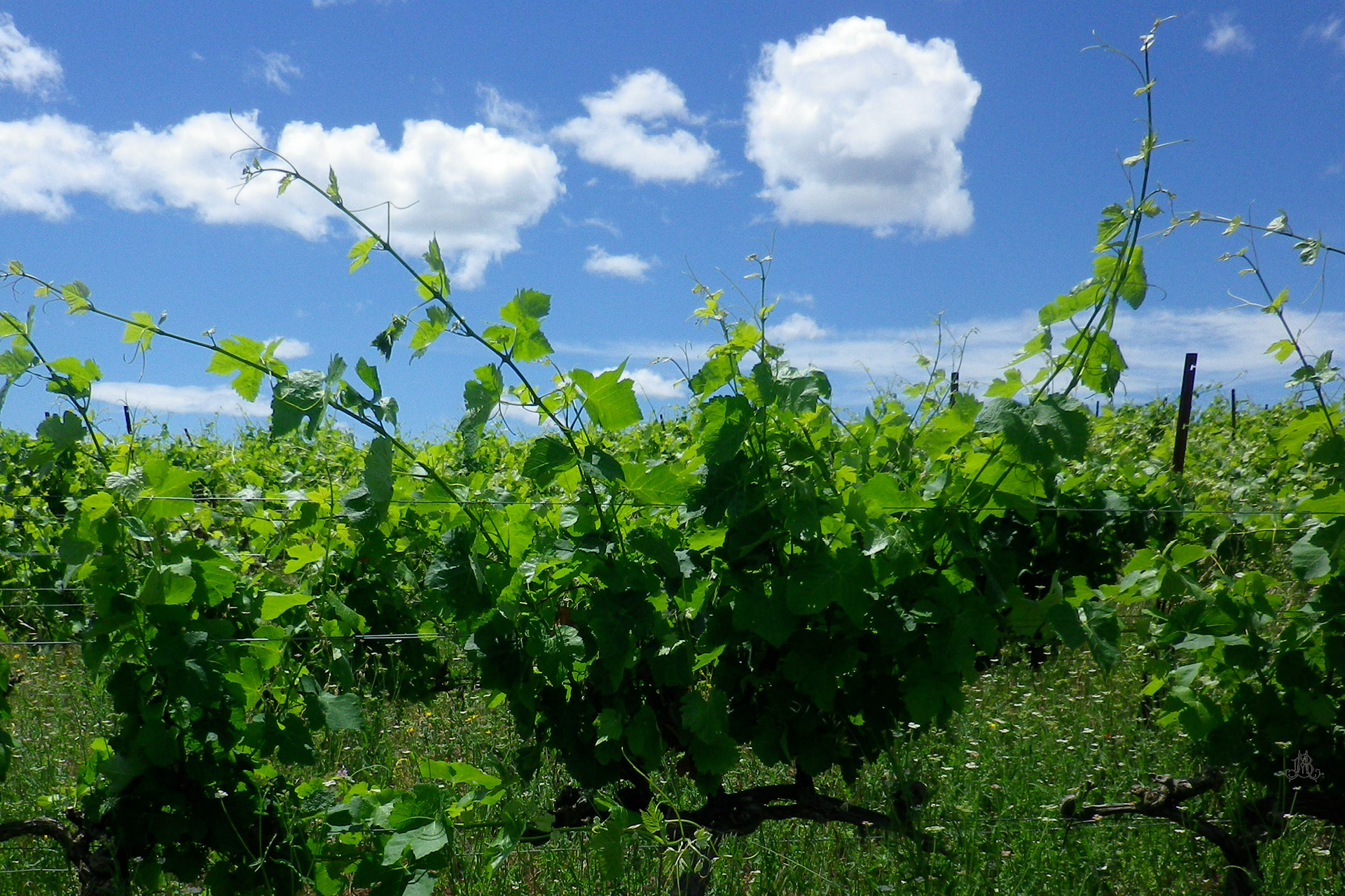Le vignoble du Mas de la Barben à Nimes Gard